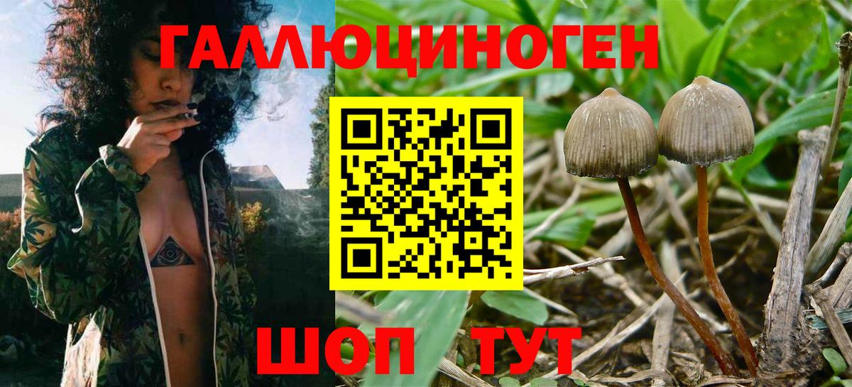Псилоцибиновые грибы Psilocybine cubensis  Вход с VPN  Кудымкар  Галлюциногенные грибы GOLDEN TEACHER 